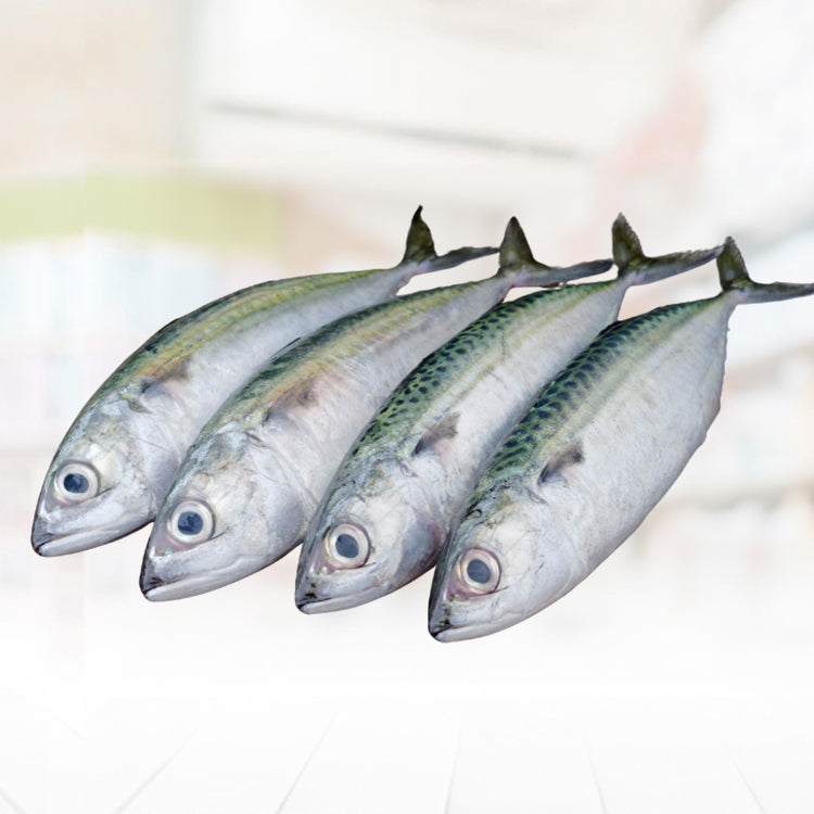 Hasa Hasa (Short mackerel)