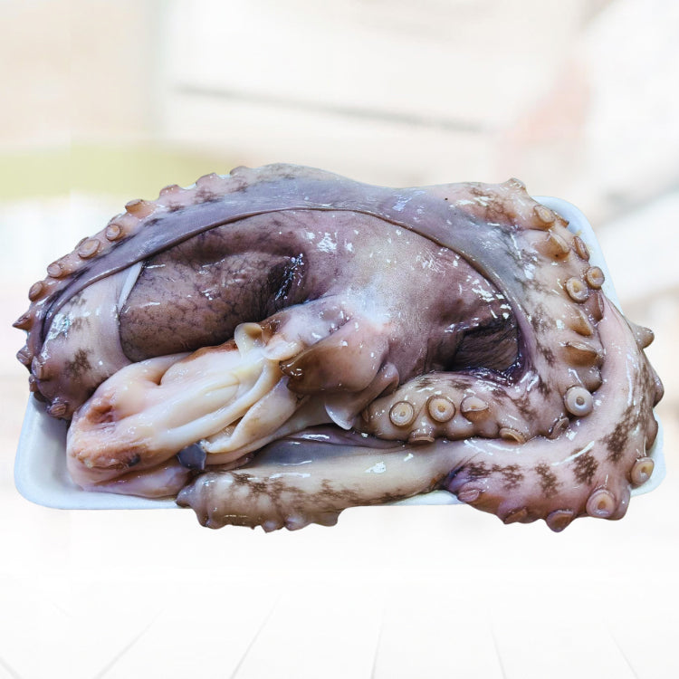 Pugita (Octopus)